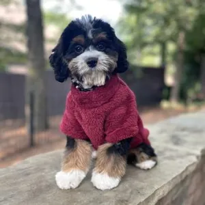 Soft Plush Pullover in Burgundy