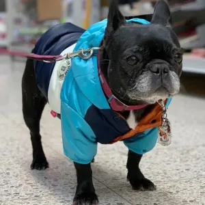 Waterproof Big Dog Jacket - Autumn and Winter Warm Clothes for Small and Large Dogs - Hooded French Bulldog Coats and Yorkshire Jumpsuit - Keep Your Pets Cozy and Dry in Style